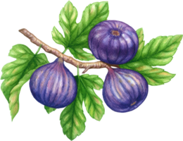 fichi frutta acquerello elementi clipart png