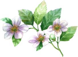 rosado florecer flor acuarela png