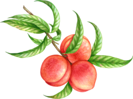 pêssego fruta aguarela elementos clipart png