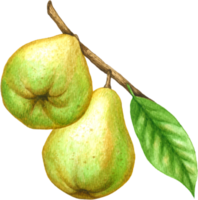 Peer fruit waterverf elementen clip art png