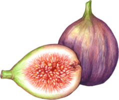 Figs fruit watercolor elements clipart png