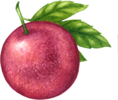 paixão fruta aguarela elementos clipart png