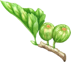 higos Fruta acuarela elementos clipart png