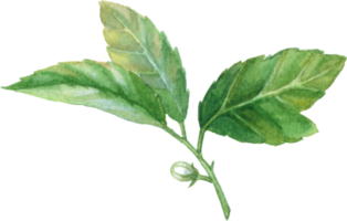 acuarela de hoja verde png