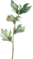 grön blad vattenfärg element png