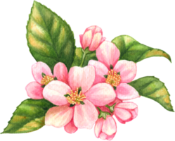 Pink Blossom flower watercolor png