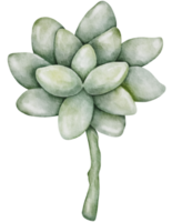 jardinería acuarela elementos clipart png