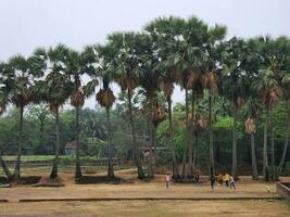 So many Sugar palm tree together photo