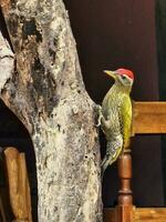 Streak-throated woodpecker hanging on a wood photo