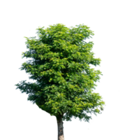 The big tree isolated element png