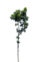 solteiro árvore para natureza elemento isolado png