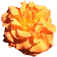 floribunda rosas naranja png