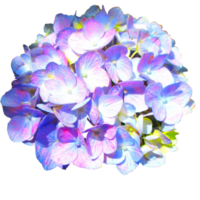 pastell Färg hortensia png