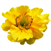 geum montanum blomma png