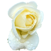 blanc Rose avec l'eau gouttes png