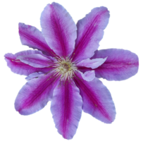 stänga upp av en stor blommande clematis fyrverkeri png