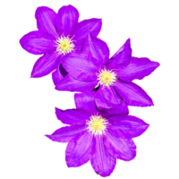 clematide Multi blu nel il colore viola blu png