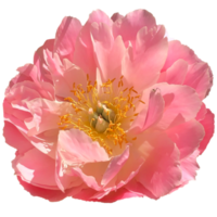 fleur de pivoine rose png