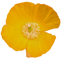 papaver cambrico pianta png