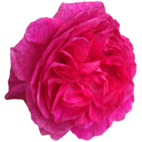 Rosa Pink Traviata flower png