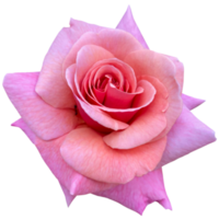 rosa de té híbrida png