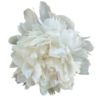 peonia neve montagna png