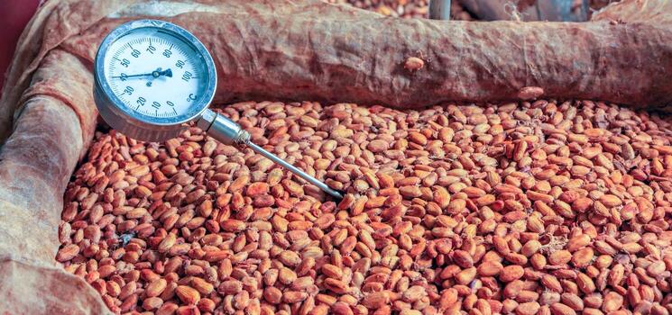 Workers use to measure the temperature of the fermented cocoa beans, fermenting fresh cocoa seeds to make chocolate. photo
