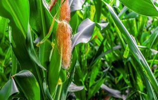 green corn field in agricultural garden waiting to harvest photo