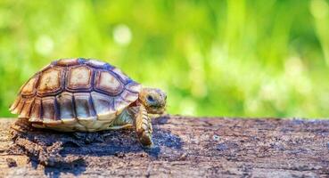 Close up of Sulcata tortoise or African spurred tortoise classified as a large tortoise in nature, Beautiful baby African spur tortoises on large log photo