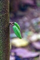 cosecha de pequeñas vainas de cacao verde crudo. cultivo de frutos de cacao colgando de un árbol de cacao foto