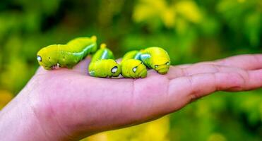 Bright green butterfly caterpillar with big eyes.The big green caterpillar in nature photo