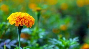 Marigold flowers in a field on a day without the sun agricultural field with blooming yellow marigoldflowers in the countryside photo