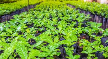 plántulas de pequeño café arboles en el guardería a preparar para plantando foto