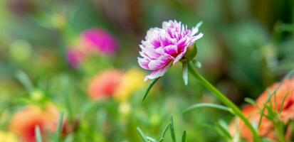 Close-up of purslane flowers or common purslane flowers beautiful photo