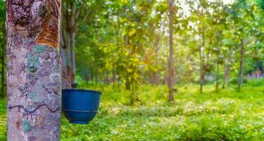 caucho árbol y cuenco lleno con látex en un caucho plantación foto