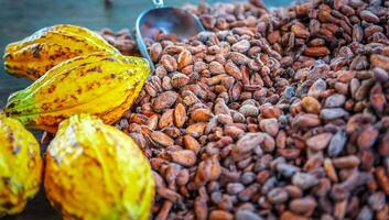 Aromatic brown Cocoa beans and cocoa seed with cacao yellow ripe raw materials of Chocolat as background photo