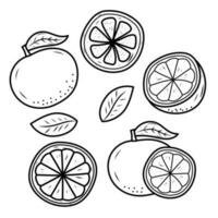 conjunto de naranja Fruta vector ilustraciones en linda dibujado a mano estilo aislado en blanco antecedentes. naranja Fruta garabatear