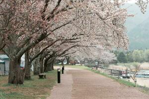 KAWAGUCHIKO, JAPAN - APRIL 7, 2023 Sakura cherry blossom bloom in the park in cloudy day photo