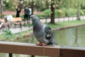 Pigeon sitting at the balcony with pond background photo