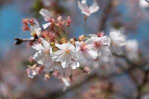 cerca arriba de Japón sakura pétalo Cereza florecer rama foto