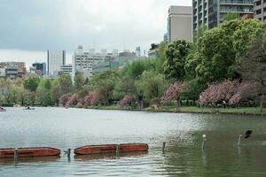 tokio, Japón - abril 8, 2023 personas montando cisne paleta barcos en shinobazu estanque en ueno parque con Cereza florecer sakura foto