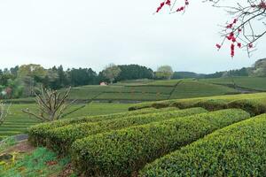 té plantaciones antecedentes en Japón en un nublado día foto