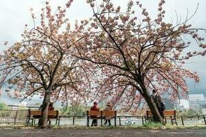 TOKYO, JAPAN - APRIL 8, 2023 People sitting in Ueno park with full bloom sakura cherry blossom photo