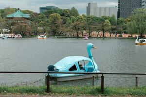 TOKYO, JAPAN - APRIL 8, 2023 People enjoy riding swan paddle boats in Shinobazu Pond in Ueno park with cherry blossom sakura photo