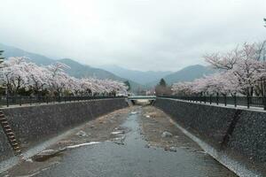 Sakura cherry blossom bloom in the park in cloudy day photo