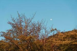 Tree branch and the moon photo