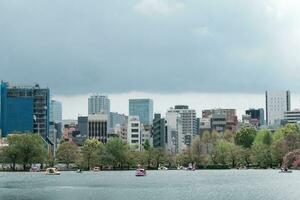 TOKYO, JAPAN - APRIL 8, 2023 People riding swan paddle boats in Shinobazu Pond in Ueno park with cherry blossom sakura photo