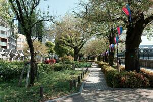 TOKYO, JAPAN - APRIL 9, 2023 People enjoy walking at Sumida reiver walk photo