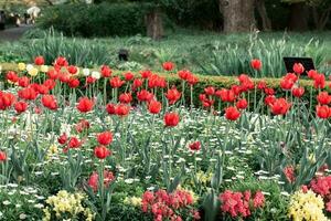 tokio, Japón - abril 11, 2023 rojo tulipán flores en Shinjuku gyoen nacional jardín foto