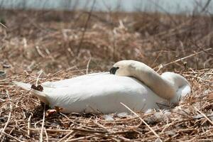 Swan sleeping on a nest in the reeds photo